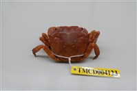 藏品(肉球近方蟹)的圖片